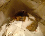 �҂��Ă��恙