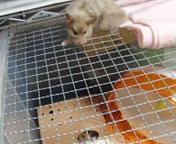 �������Ă�����