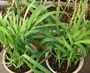 �t���[�W�A