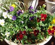 �I�n�A���̃r�I��