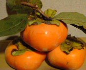 ���N����