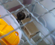 ��ǐQ���炿���