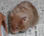 �����̂��܂�