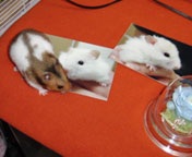 ���e����ʐM�`���炱��