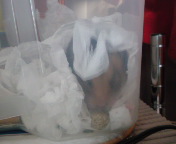 �����̂�