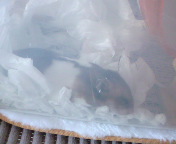 ���v�݂���