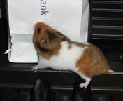 ���҂����������