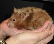 ���܂��A�͂ނ�ѓo��I