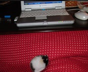 ���[���̓���`�r������