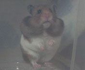 �}�C�u�[��