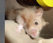 ���܂����؂�Q���