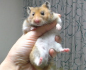 ڊo