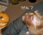 ܂Ƃ܂GNA()