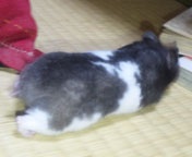 Ղ肯