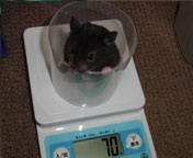 P̂