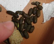 �`�������I