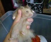 qˁ