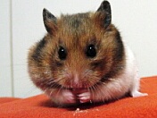 ǂ
