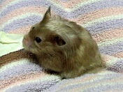 肪Ƃ