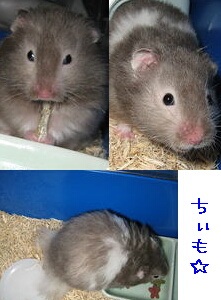 hɂȂȁ[