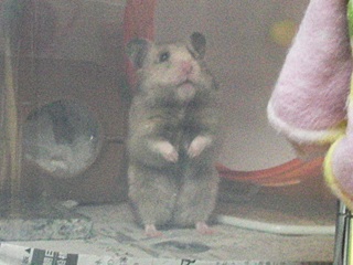 ӂ炫
