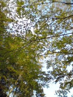 ꂽ[