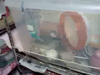 ̌C