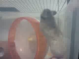 ȎԂ
