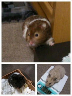 �A���ė�����[