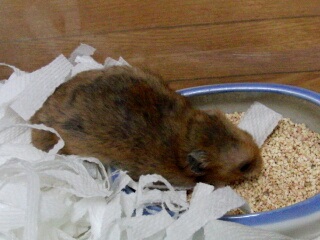 �|���`�[�j����