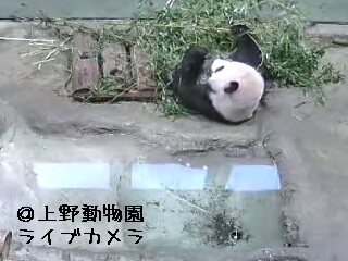 ���C�u�J�����n�߂���`��