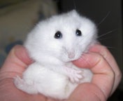[ց`̂P