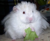 ���肪�Ɓ`��������