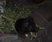 �Ӂ[�����