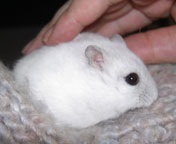 �X�V�o���e(��)