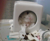 ̂邱