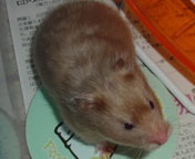 ���Ȃ肢�����I