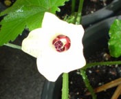 �I�N���̉�