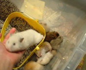 �}�}�ƒj�q�`�[��