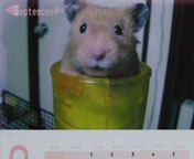 �X���͂ڂ�