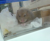 ���܂��A�啨