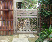 �n�i�ƃR��