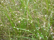 ���炽�܂ق�����