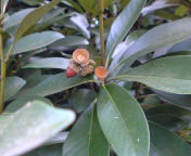 �Ȃ��Ă�(��)