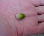 ���������{��